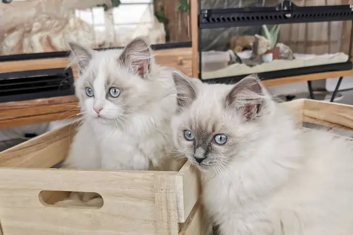 ragdoll blue point mitted et blue bicolor