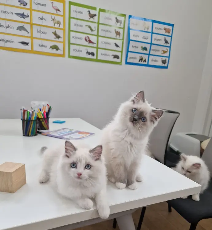 chatons zoothérapie zooca