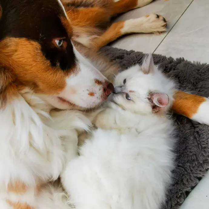 chien et chaton nez à nez