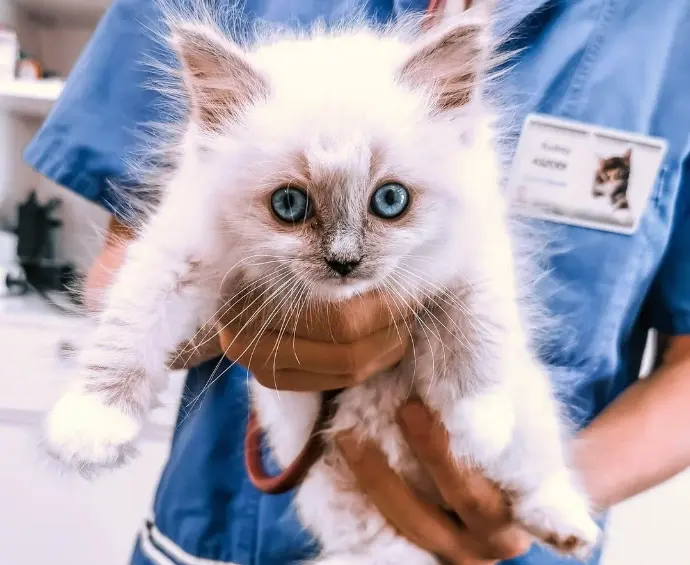 chaton ragdoll aristosdolls chez le vétérinaire