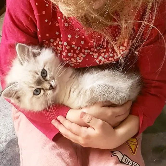 chaton ragdoll aristosdolls et enfant