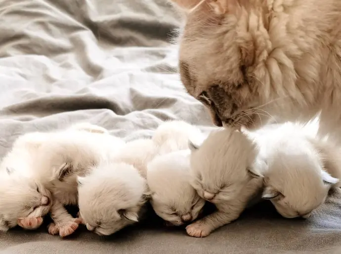 maman chat et ses chatons de 10jours