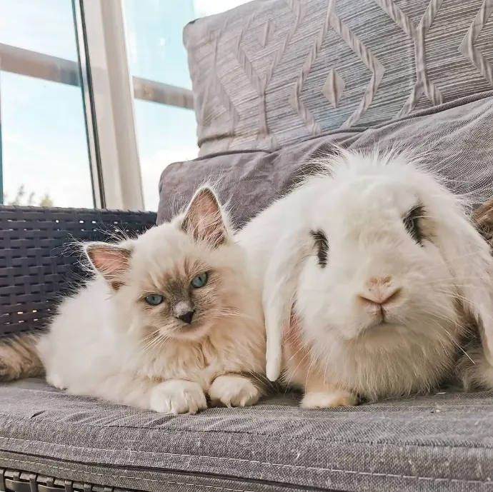 chaton ragdoll et lapin