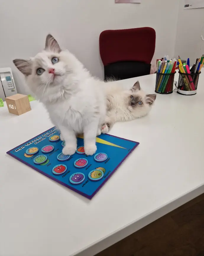 chatons ragdoll zoothérapie