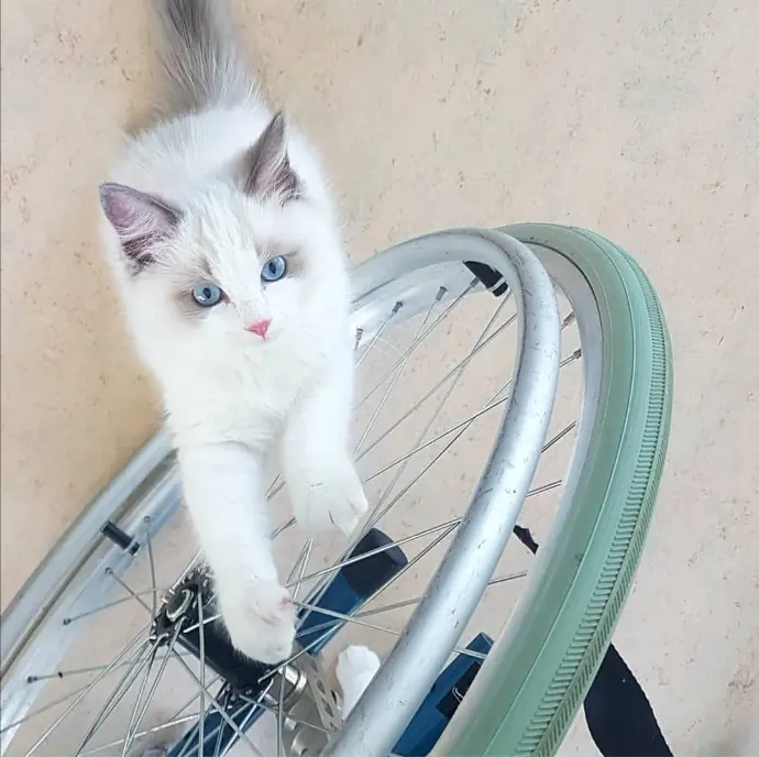 chat ragdoll médiation animale