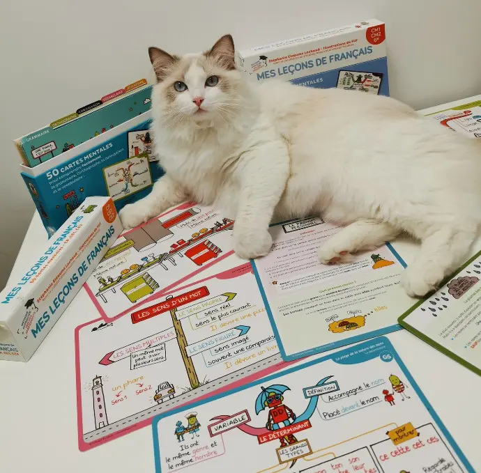 ragdoll lilac bicolor