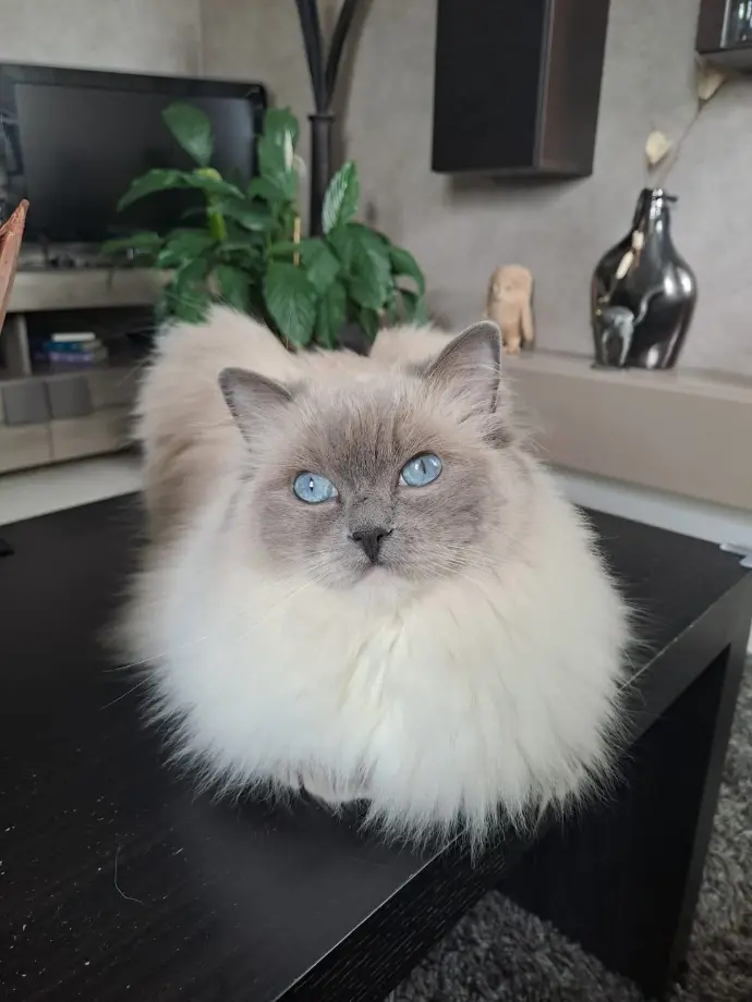 chat ragdoll aristos dolls