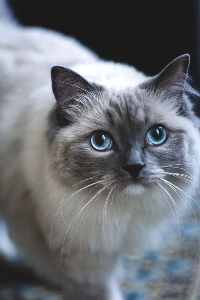 chat ragdoll des aristos dolls