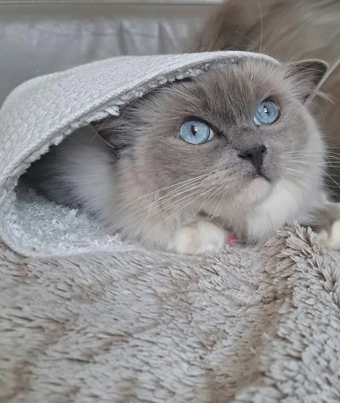 ragdoll aristos dolls