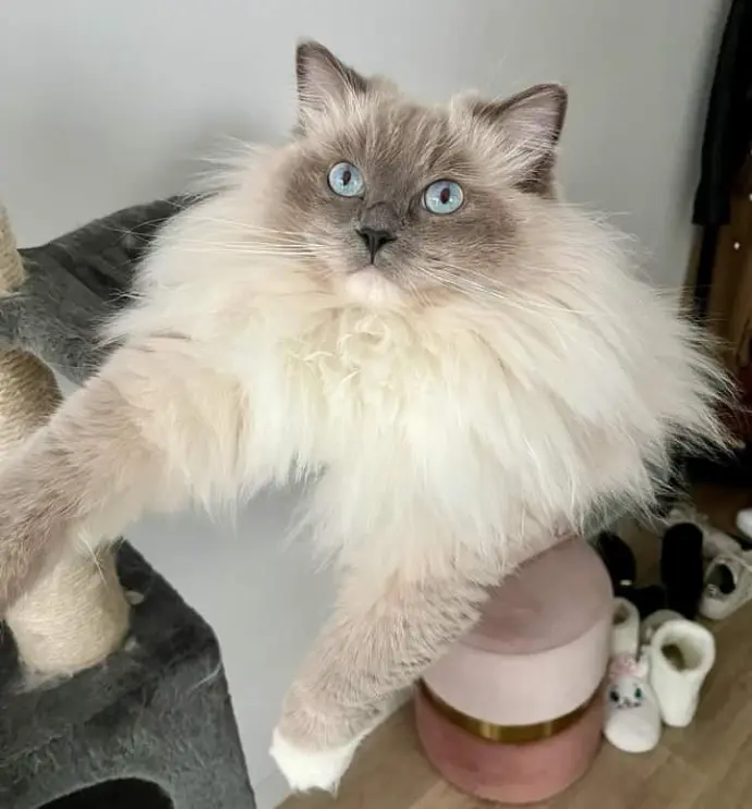 ragdoll aristosdolls
