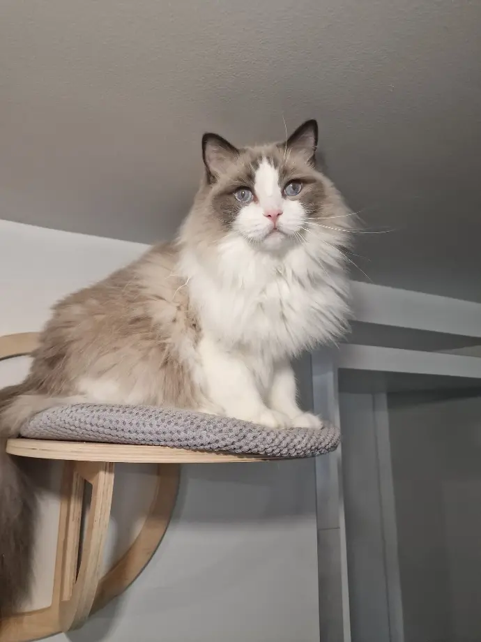 chat ragdoll aristos dolls