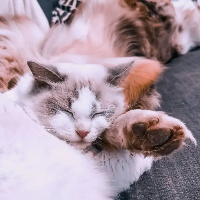 chat dort dans les pattes du chien