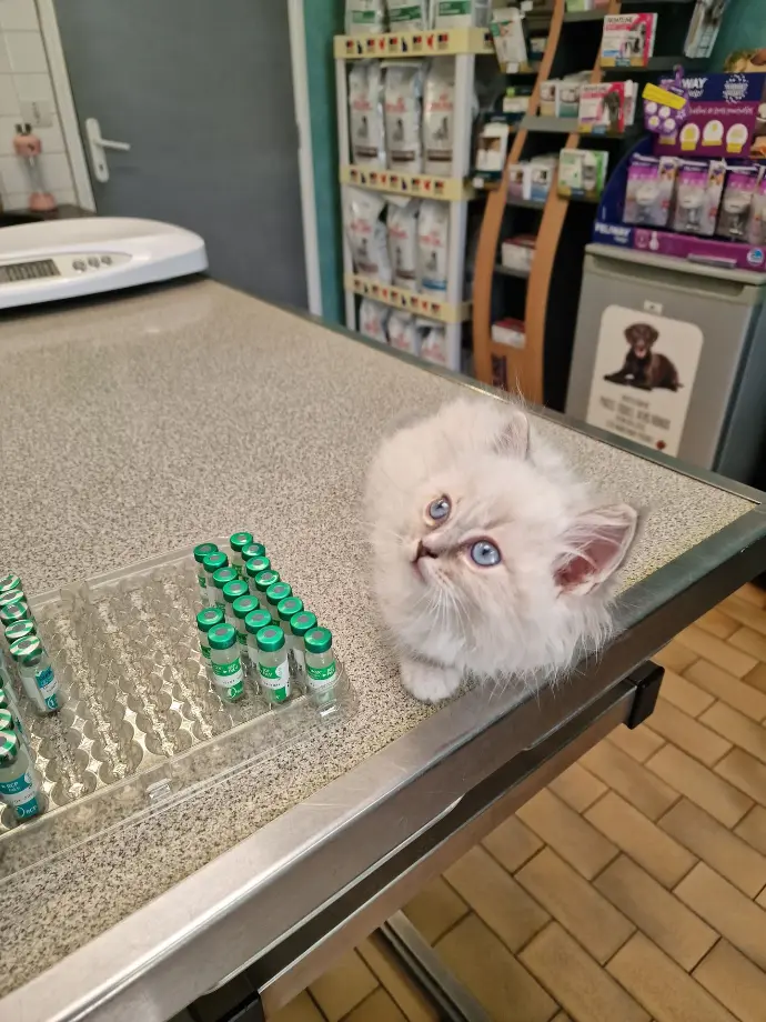 vaccination chaton aristosdolls