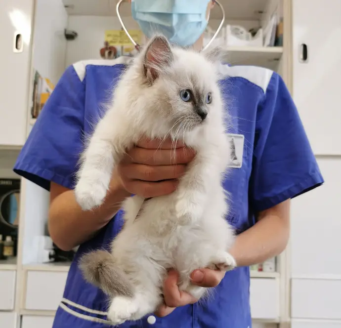 chaton ragdoll aristos dolls veto