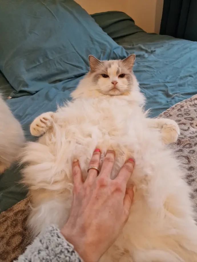 ragdoll gestante aristosdolls