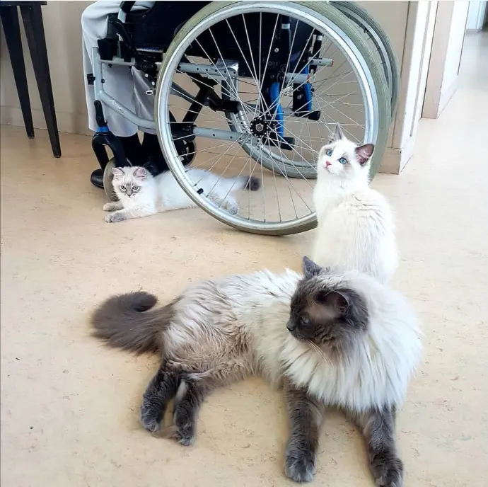 chat et chatons ragdoll médiation animale aristosdolls