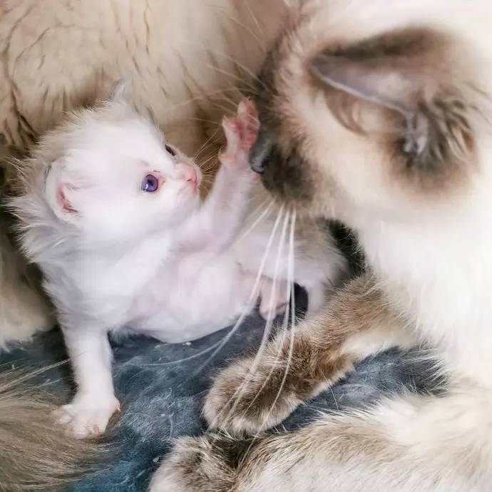 chatons ragdoll et maman chat aristosdolls