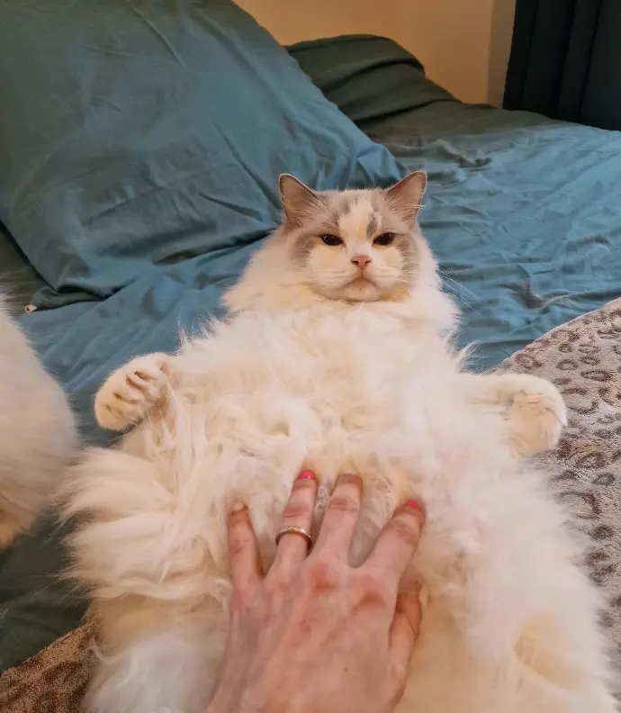 massage ragdoll gestation