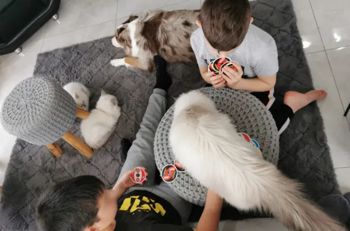 chatons aristosdolls