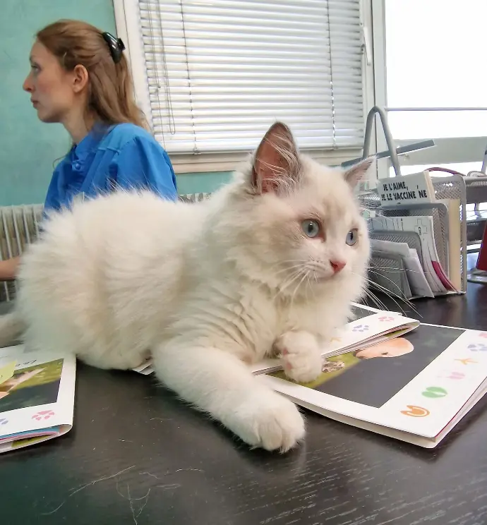 veto ragdoll chaton aristosdolls