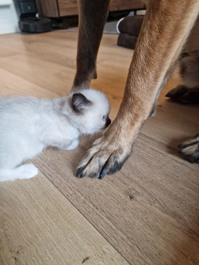 chaton Ragdoll au contact d'un chien de la famille
