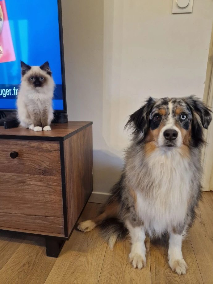 Chien vivant au quotidien avec les chats Ragdoll