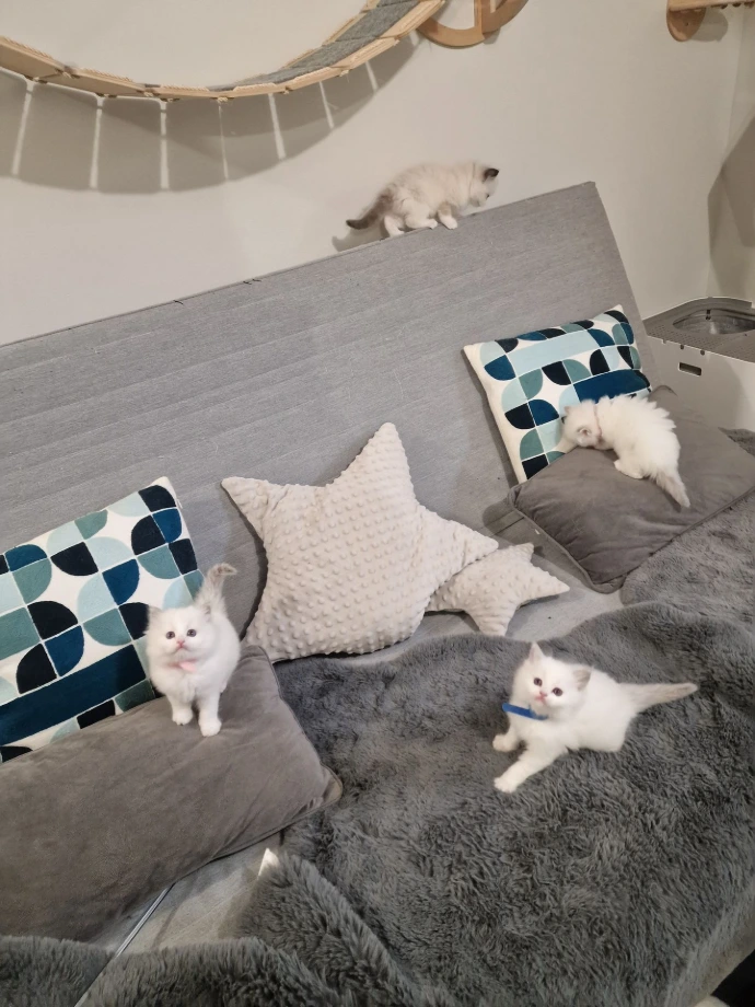 Aménagement de la nurserie des chatons Ragdoll
