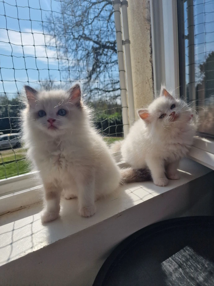Deux chatons Ragdoll observant leur environnement