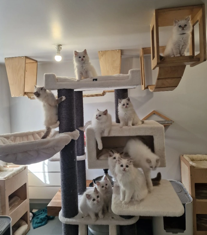 Chatons Ragdoll dans leur environnement d'élevage