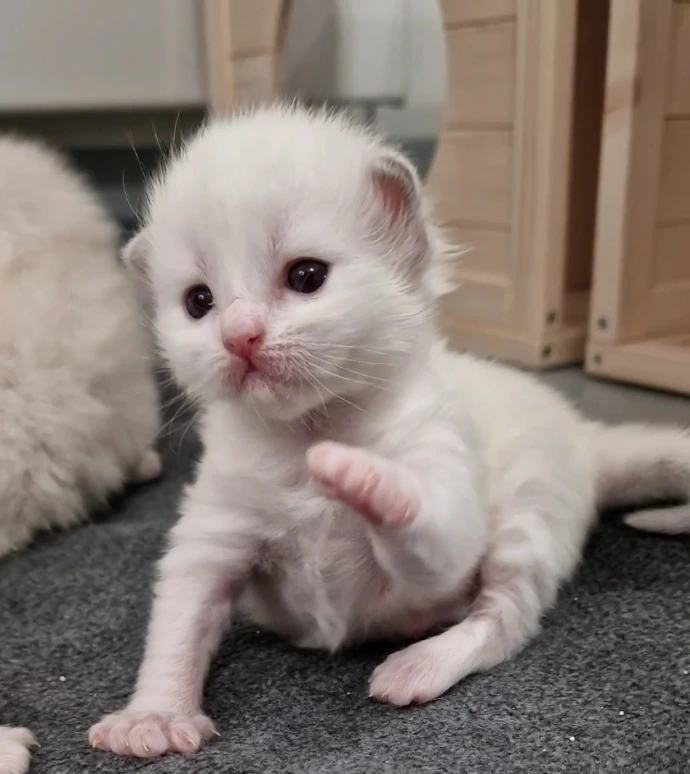 Jeune chaton Ragdoll Aristos Dolls