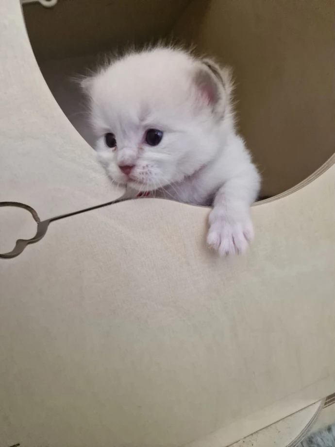 chaton 3 semaines
