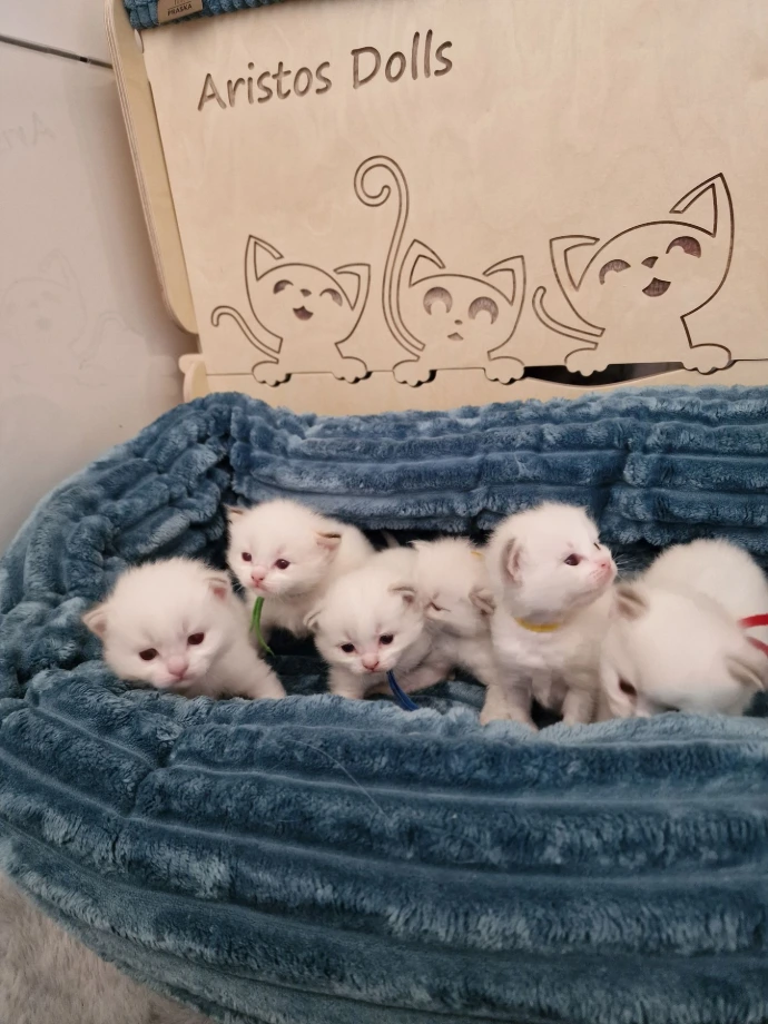 chatons ragdoll de 3 semaines