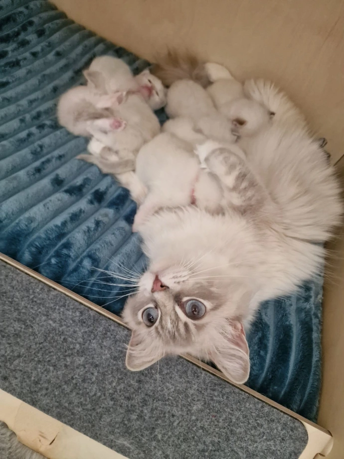 maman chat et ses chatons