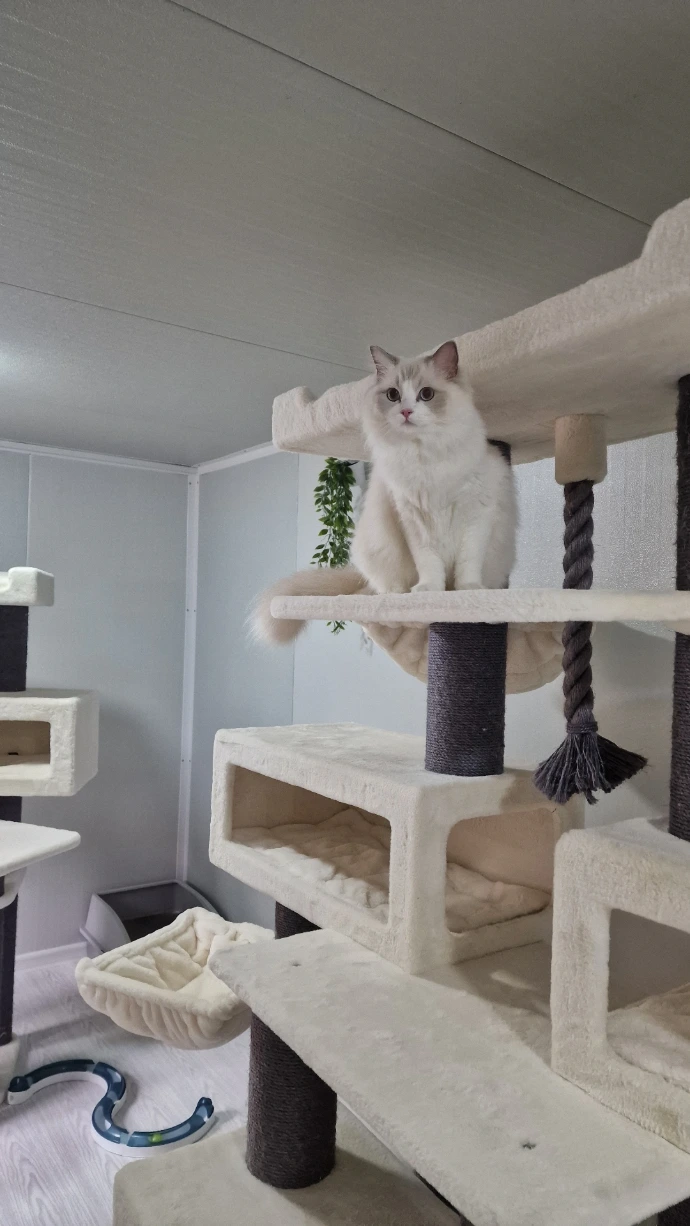 chat ragdoll en pension familiale