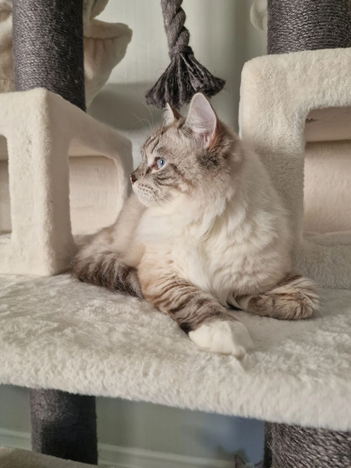 Ragdoll accueilli en pension dans la maison familiale Aristos Dolls