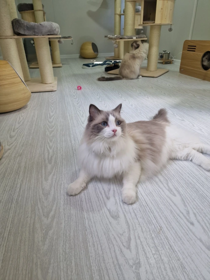 Ragdoll Aristos Dolls adulte de retour en pension familiale