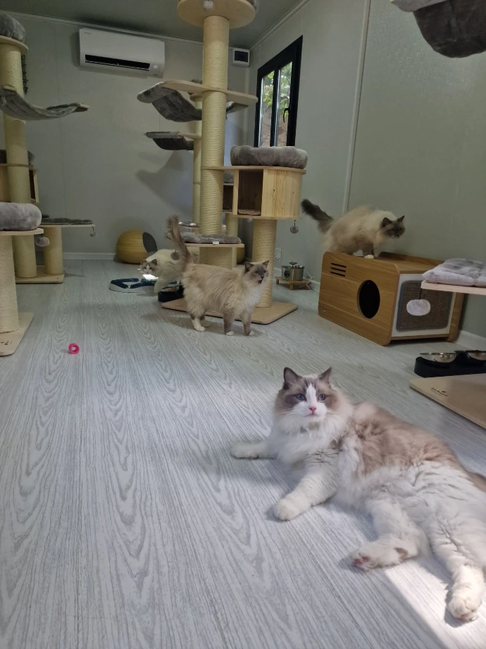 Ragdoll au repos pendant son séjour en pension