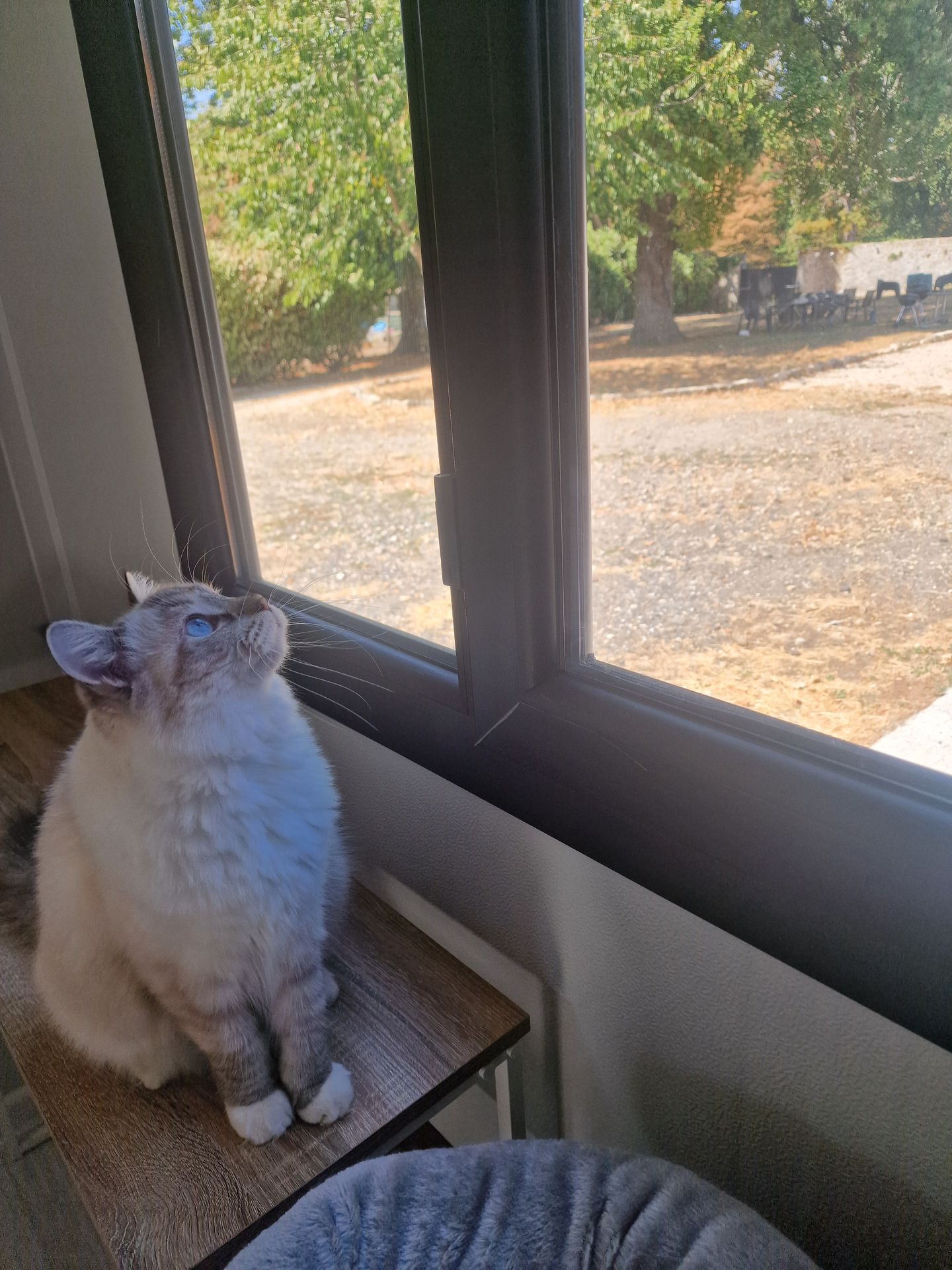 chat aristos dolls en pension