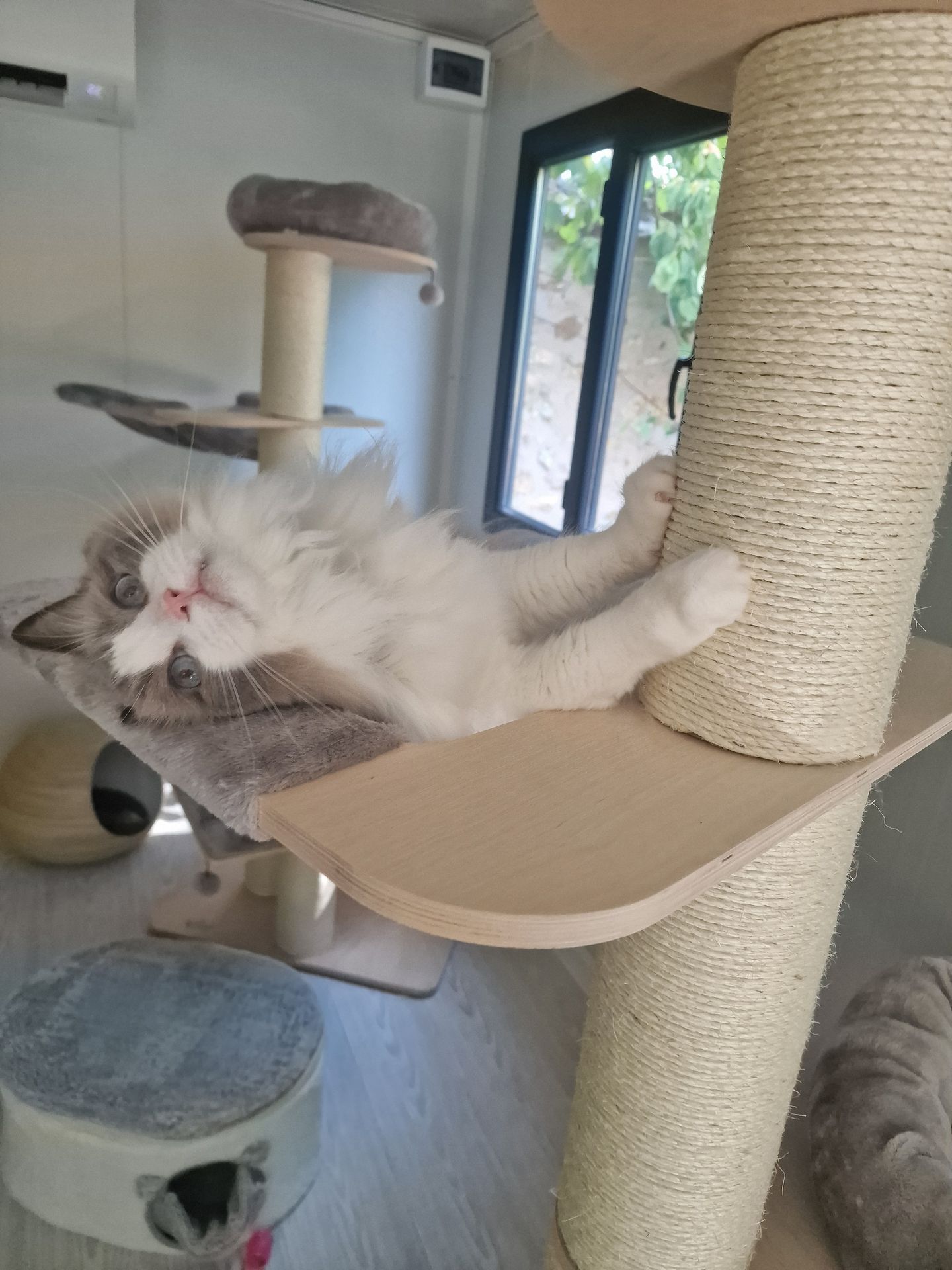chat ragdoll qui joue en pension