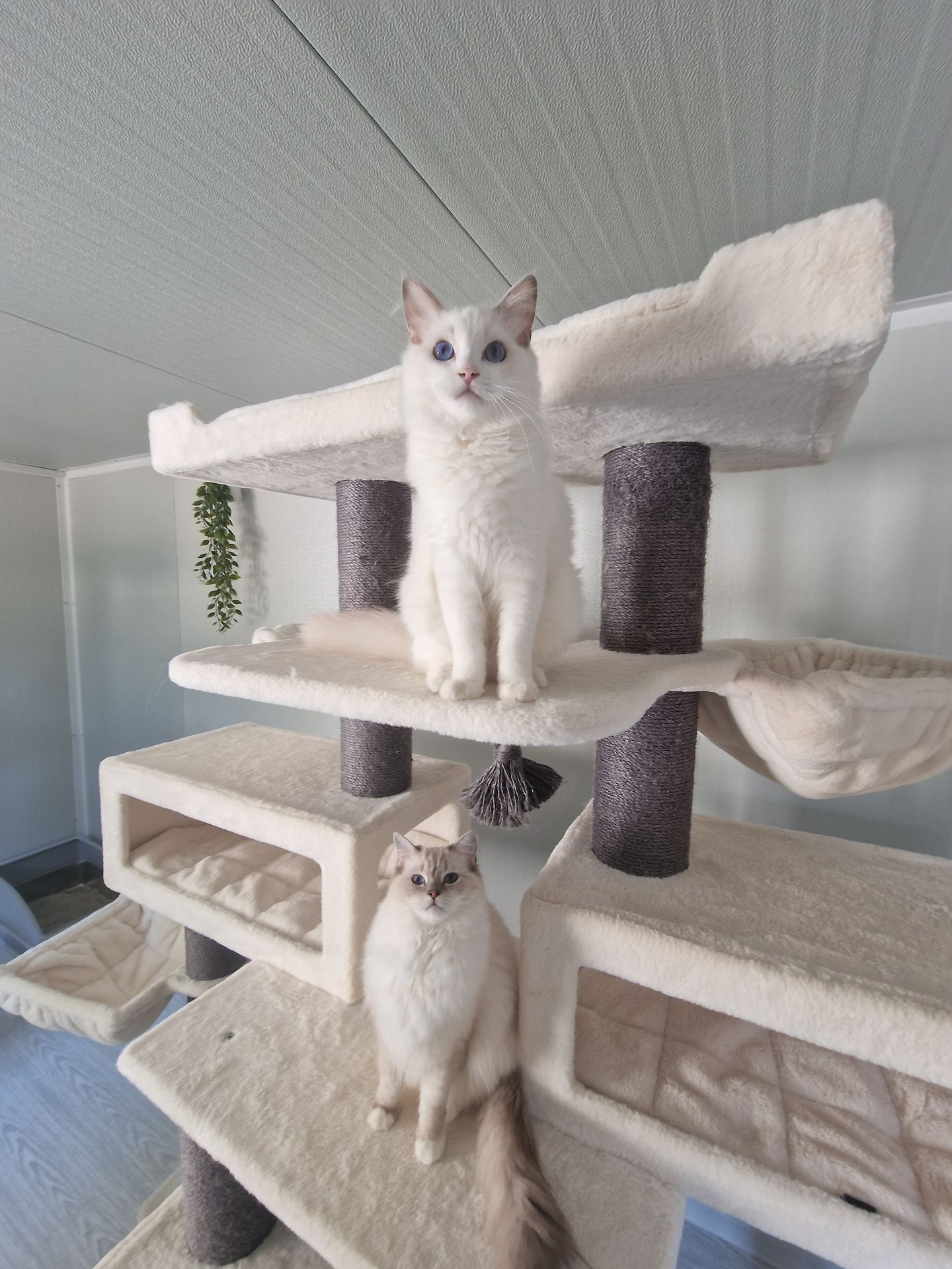 chats ragdolls aristos dolls