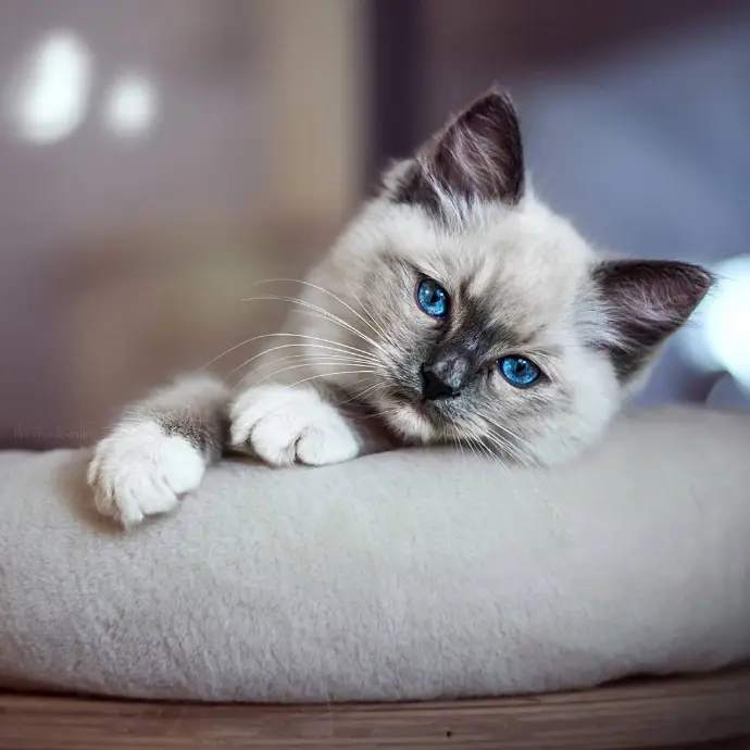Guide Éducation Chaton | AristosDolls